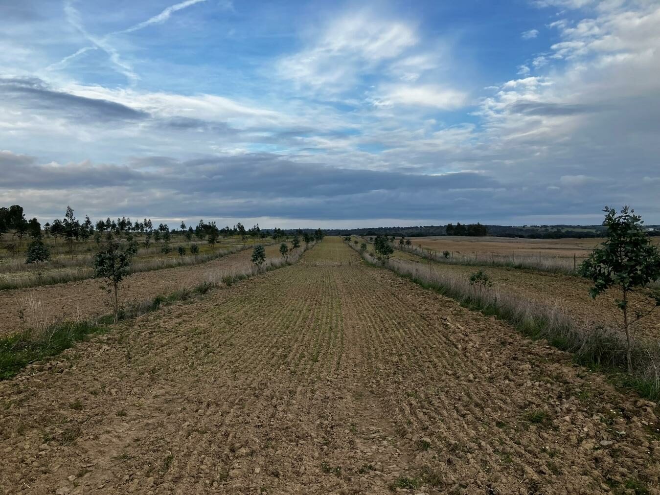 Figure 3. Cereal rows and tree lines in Alentejo. Source: José da Camara Ruas. https://www.arc2020.eu/portugal-regenerative-heritage-grains-from-soil-to-bread/