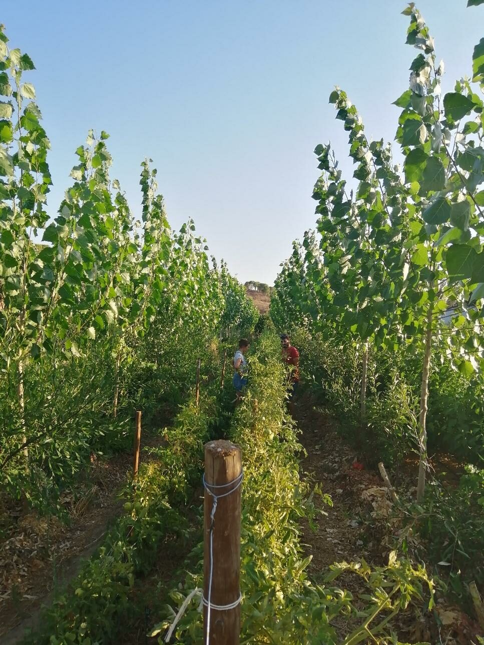 Figure 2. Silvo-arable agroforestry in Portugal. Source: Fotografia de Pedro Nogueira, Associação Terra Sintrópica. https://www.agronegocios.eu/noticias/sistemas-agroflorestais-de-sucessao-em-portugal/