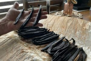 présentation vanille Guadeloupe (c)AFAF