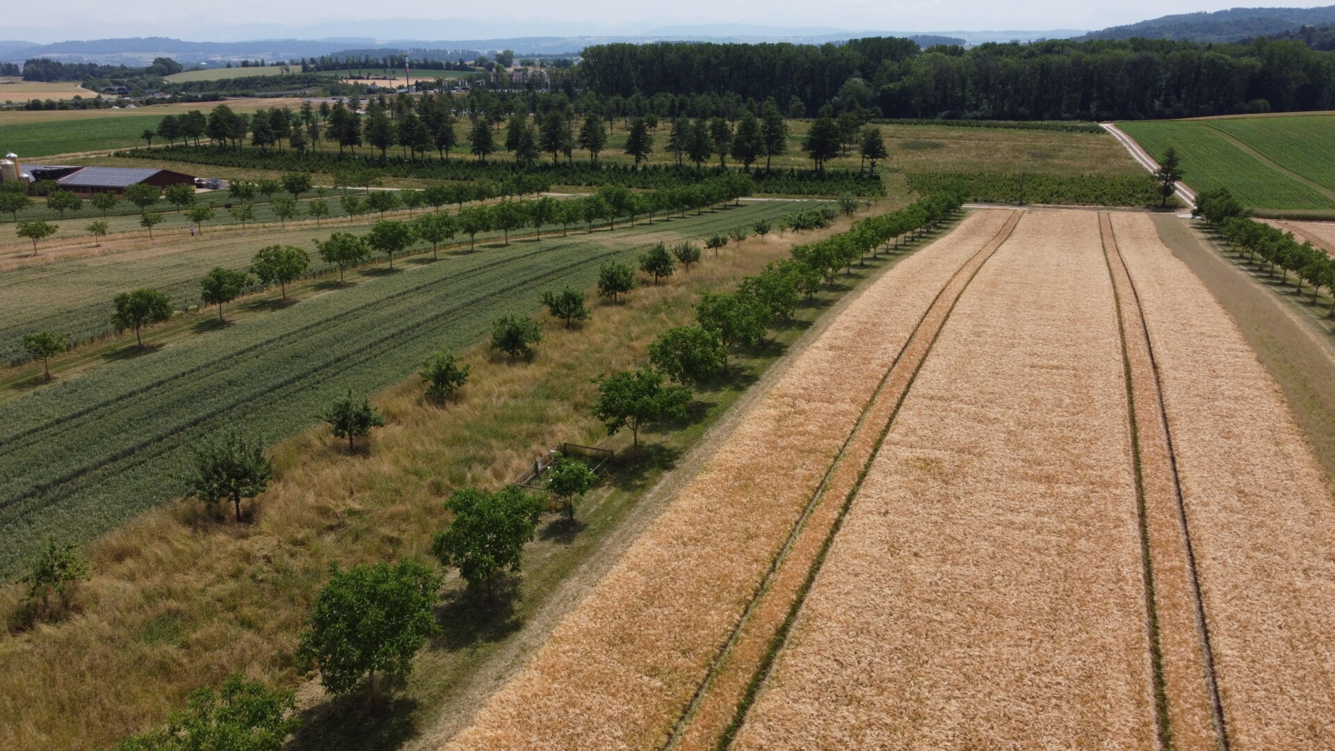 Modern silvoarable agroforestry system with walnuts @ Agridea