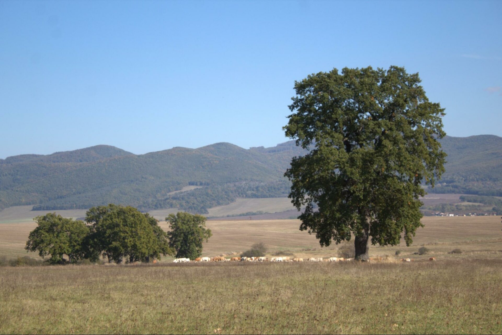 Remnants of silvopastoral system near Dobrá Niva village (photo by Veronika Paulíková)
