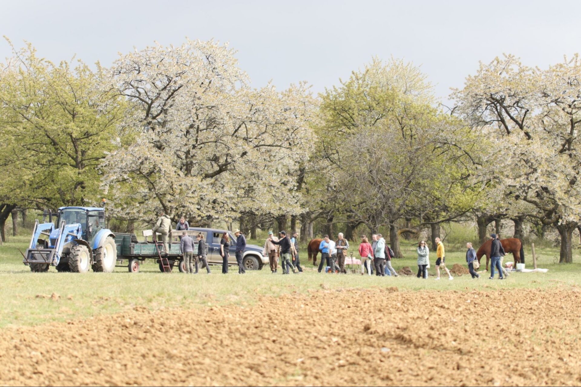 Field excursion at AGROLESFEST II, silvopastoral agroforestry system in old cherry orchard (photo by Petr Zapletal)